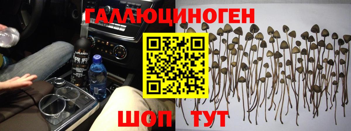 где продают наркотики  Вход с VPN  Тара  Псилоцибиновые грибы Cubensis 